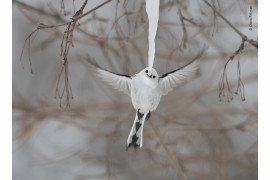 fot. Diana Rebman, "Cool drink" / Wildlife Photographer of the Year 2019<br></br><br></br>Raniuszek zwyczajny uchwycony o poranku podczas spijania wody z sopla na japońskiej wyspie Hokkaido. 