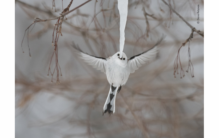 fot. Diana Rebman, Cool drink / Wildlife Photographer of the Year 2019Raniuszek zwyczajny uchwycony o poranku podczas spijania wody z sopla na japońskiej wyspie Hokkaido. 