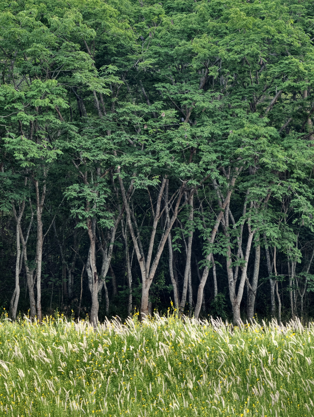 1/100 s, f/2,7, ISO 739, 170 mm