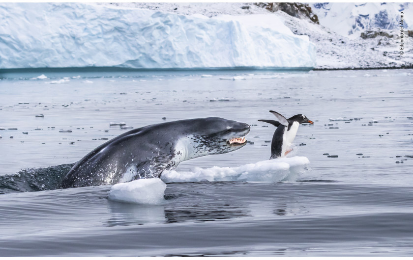 fot. Eduardo Del Alamo, If penguins could fly / Wildlife Photographer of the Year 2019Pingwin białobrewy, najszybciej pływający gatunek pingiwna, ucieka przed atakiem lamparta morskiego. Lamparty morskie to urodzeni myśliwi. Poluja na wszystko, od małych ryb, aż po młode innych gatunków fok. Często też urządzają ze swoich łowów zabawę. Podobnie było i w tym wypadku, gdzie foka zdecydowała się złapać pingwina dopiero po 15 minutach morderczej pogoni.