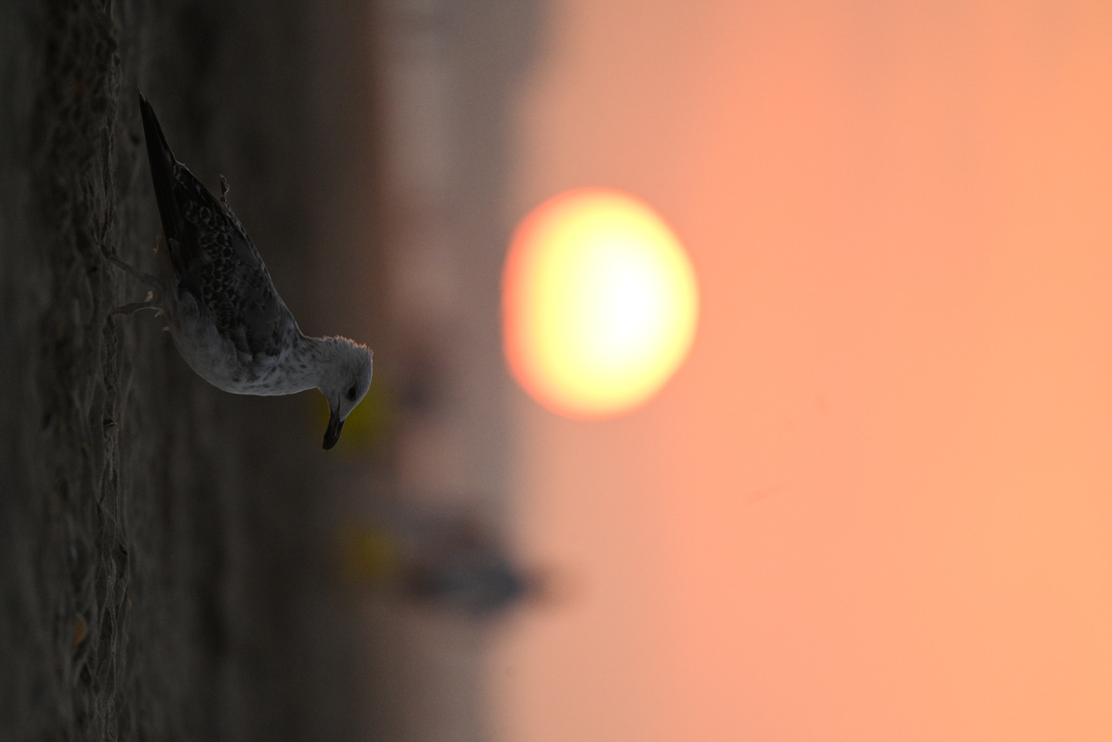 1/2000 s, f/6.3, ISO 3200, 600.0 mm