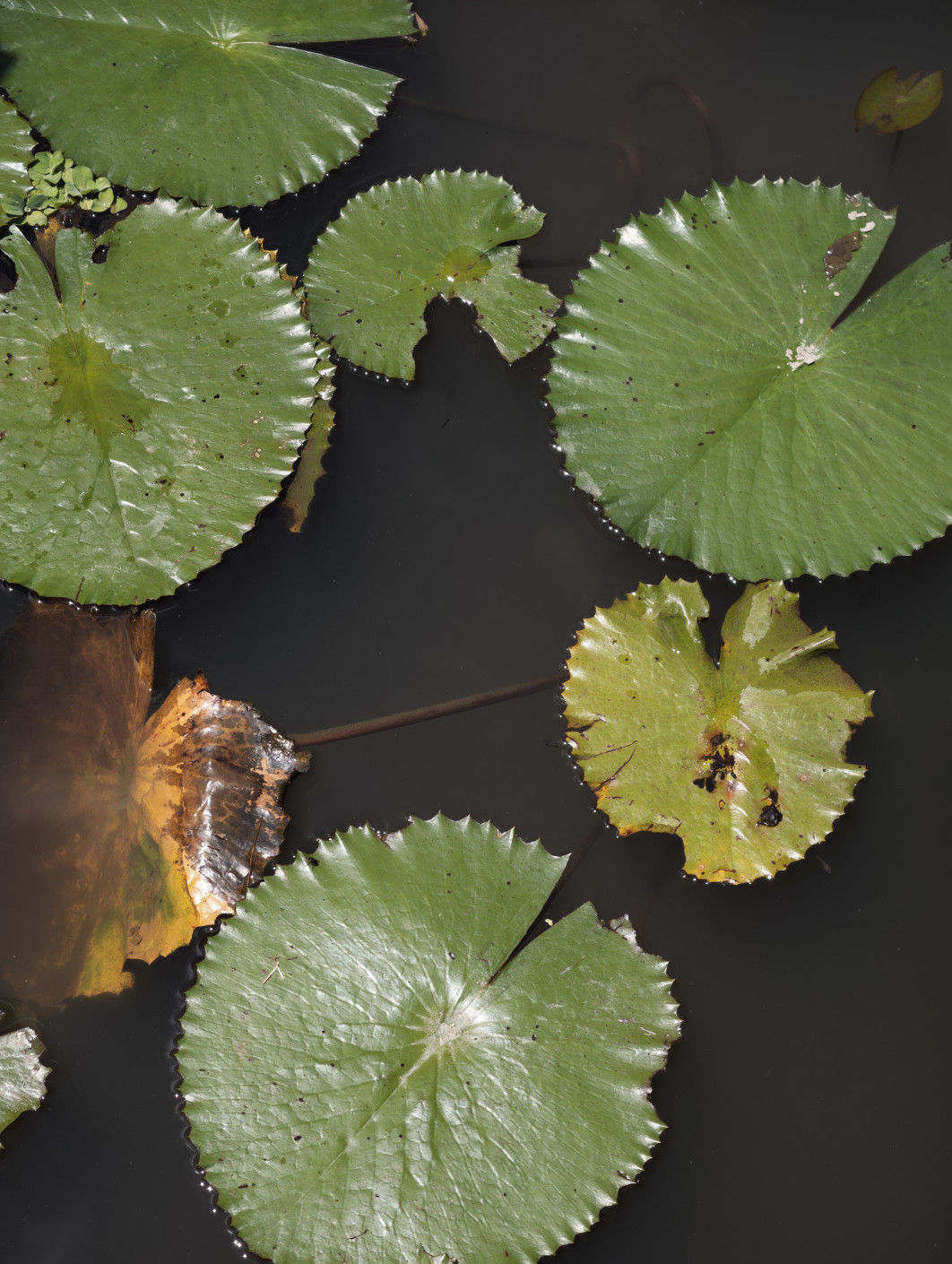 1/367 s, f/2,67, ISO 50, 85 mm