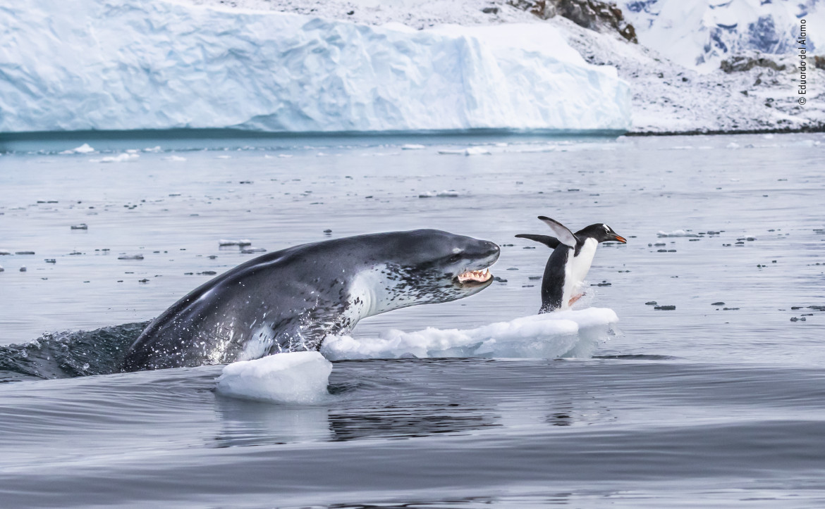 fot. Eduardo Del Alamo, "If penguins could fly" / Wildlife Photographer of the Year 2019<br></br><br></br>Pingwin białobrewy, najszybciej pływający gatunek pingiwna, ucieka przed atakiem lamparta morskiego. Lamparty morskie to urodzeni myśliwi. Poluja na wszystko, od małych ryb, aż po młode innych gatunków fok. Często też urządzają ze swoich łowów zabawę. Podobnie było i w tym wypadku, gdzie foka zdecydowała się złapać pingwina dopiero po 15 minutach morderczej pogoni.