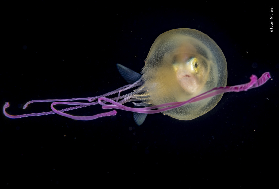 fot. Fabien Michenet, "Jelly baby" / Wildlife Photographer of the Year 2019<br></br><br></br>Młody karanks wyglądający z wnętrza meduzy u wybrzeży Tahiti w Polinezji Francuskiej. Z powodu braku naturalnego schronienia w otwartym oceanie, ryba wykształciła umiejętność chowania się na noc we wnętrzu meduzy, której parzące macki odstraszają drapieżników. Nie wiadomo czy meduzy w jakikolwiek sposób korzystają na tym zachowaniu, ani dlaczego relacja ta przestaje funkcjonować gdy wzrasta zakwaszenie wody.