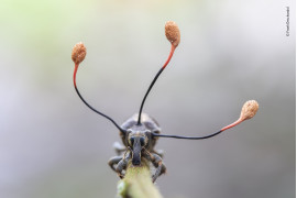 fot. Frank Deschandol, "The climbing dead" / Wildlife Photographer of the Year 2019<br></br><br></br>Ryjkowiec zaatakowany przez "grzyb zombie". Zarodniki grzyba atakują układ nerwowy owada, przejmując kontrolę nad jego ruchami i zmuszając go do wspinaczki. Gdy owad znajduje się wystarczająca wysoko, zostaje unieruchomiony i zjedzony od środka, a z jego ciała wyrastają łodygi zakończone kapsułkami z  zarodnikami, które po otwarciu, niesione przez wiatr zaatakują kolejne owady.