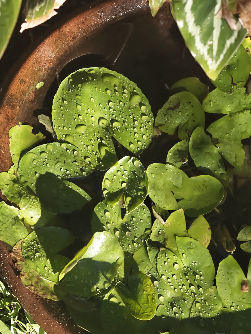 1/100 s, f/2,67, ISO 50, 170 mm