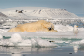 Roie Galitz, DREAMING ON SEA ICE - I miejsce w kategorii "Fragile Ice"