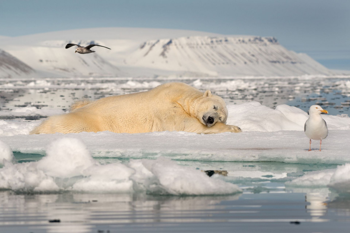Roie Galitz, DREAMING ON SEA ICE - I miejsce w kategorii "Fragile Ice"