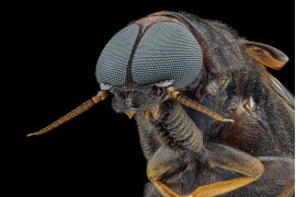 fot. Marco Vinicio Retana, chrząszcz z rodziny drwalnikowatych, wyróżnienie w konkursie Nikon's Small World 2020