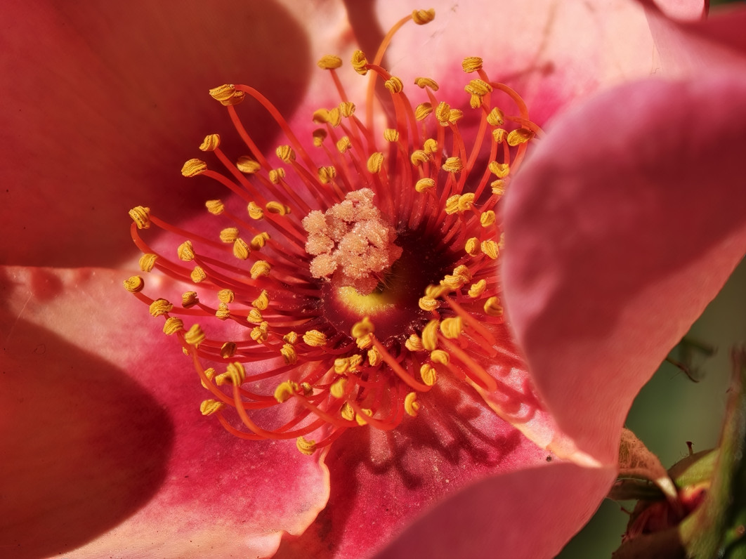 1/465 s, f/2.1, ISO 50, 233 mm