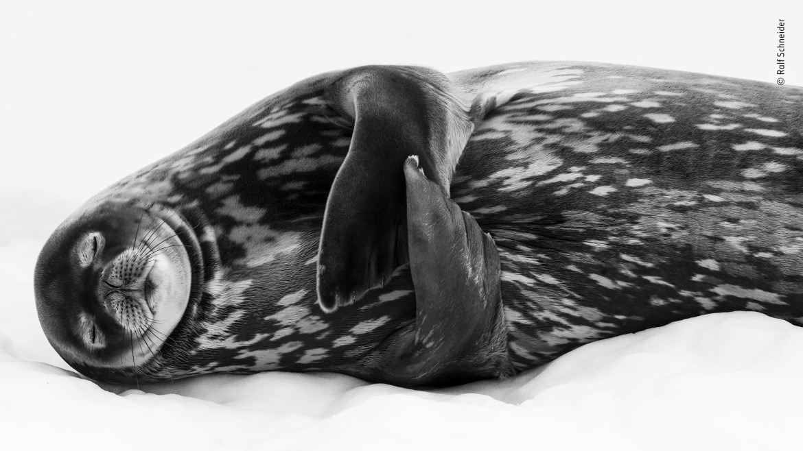 fot. Ralf Schneider, "Sleeping lik a Weddel" / Wildlife Photographer of the Year 2019<br></br><br>Leżąc na lodzie w Larsen Harbour w Południowej Georgii, z dala od naturalnych wrogów weddelka natarktyczna może nareszcie kompletnie się zrelaksować i oddać trawieniu. 