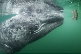 fot. Thomas P. Peschak, "touching trust" / Wildlife Photographer of the Year 2019<br></br><br> Ciekawski młody pływacz szary podpływa do pary rąk wystawionej z łodzi przewożącej turystów. Na terenie laguny San Ignacio u wybrzeży Meksyku, pływacze szare aktywnie poszukują kontaktu z ludźmi w nadziei na to, że zostaną podrapane po głowie, lub po plecach. Laguna ta jest jednym z trzech głównych ośrodków, służących za zimowe schronienie i miejsce rozrodu tego gatunku