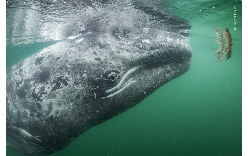 fot. Thomas P. Peschak, touching trust / Wildlife Photographer of the Year 2019 Ciekawski młody pływacz szary podpływa do pary rąk wystawionej z łodzi przewożącej turystów. Na terenie laguny San Ignacio u wybrzeży Meksyku, pływacze szare aktywnie poszukują kontaktu z ludźmi w nadziei na to, że zostaną podrapane po głowie, lub po plecach. Laguna ta jest jednym z trzech głównych ośrodków, służących za zimowe schronienie i miejsce rozrodu tego gatunku