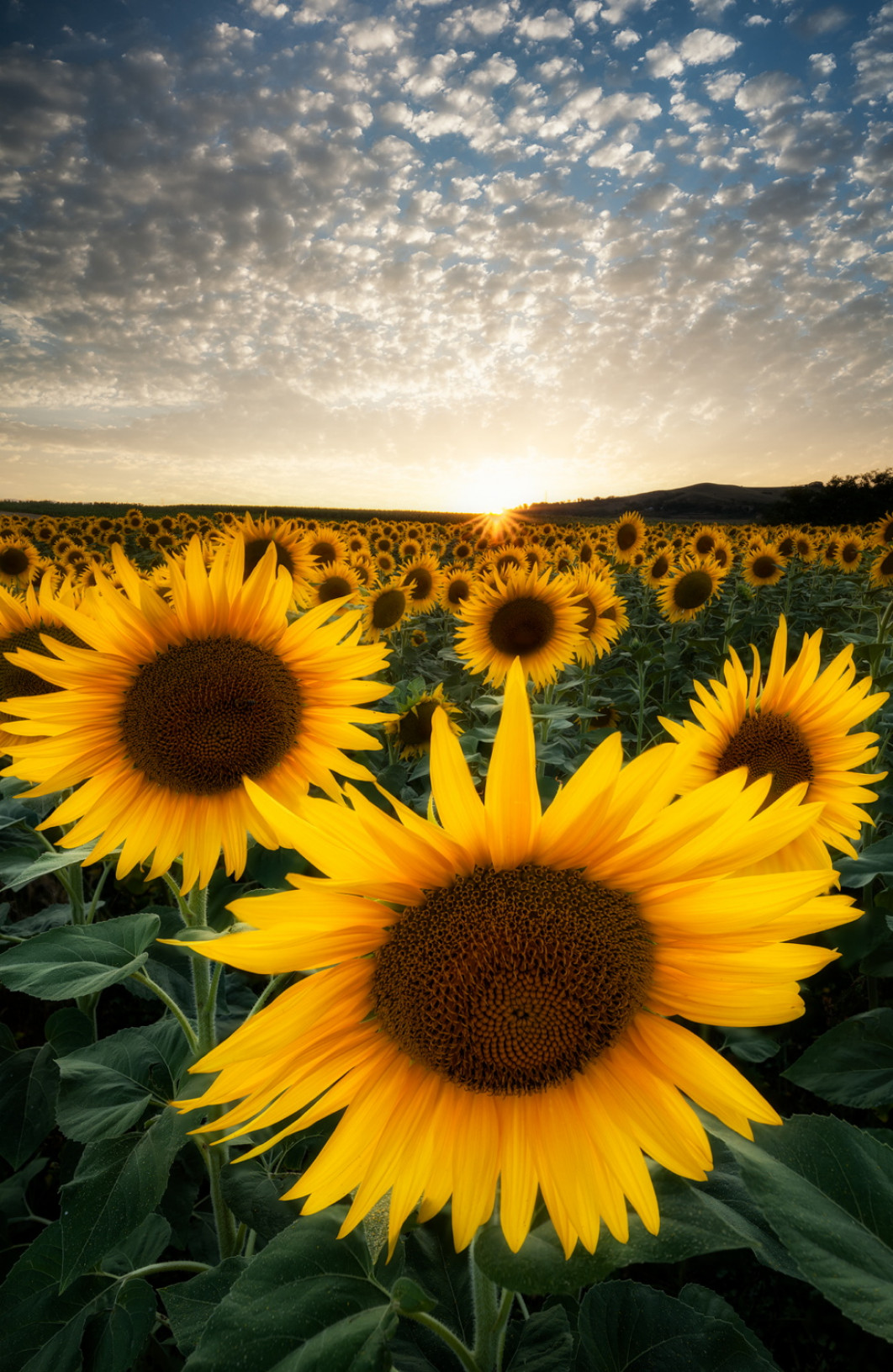 Fot. Vlatsko Rafeski, nagroda Macedonia National Award / Sony World Photography Awards 2025