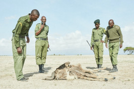 fot. Alex Grace / Decade of Change<br></br><br></br>
Strażnicy Big Life z Esiteti (Ambosela w Kenii) napotykają gnu umierającą z powodu suszy. Brak deszczu oznacza także brak wody pitnej i pożywienia dla zwierząt.