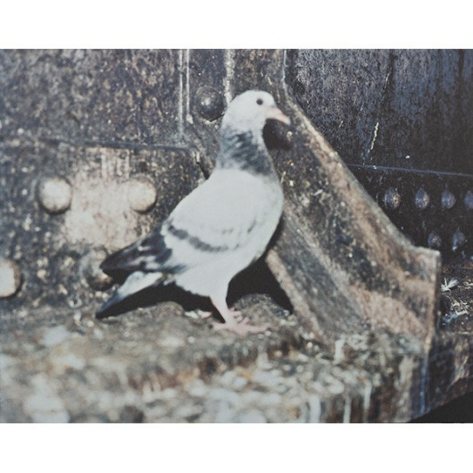 Stephen Gill Pigeons, dzięki uprzejmości AMC Books