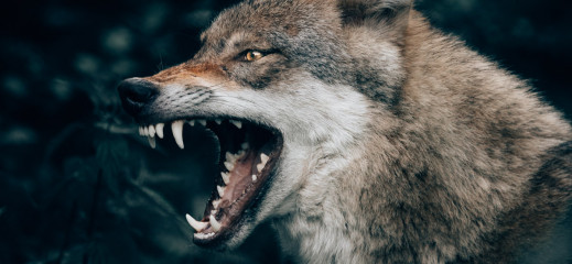 Dokarmianie wilków dla dobrych zdjęć, czyli warsztaty fotografii przyrodniczej po polsku