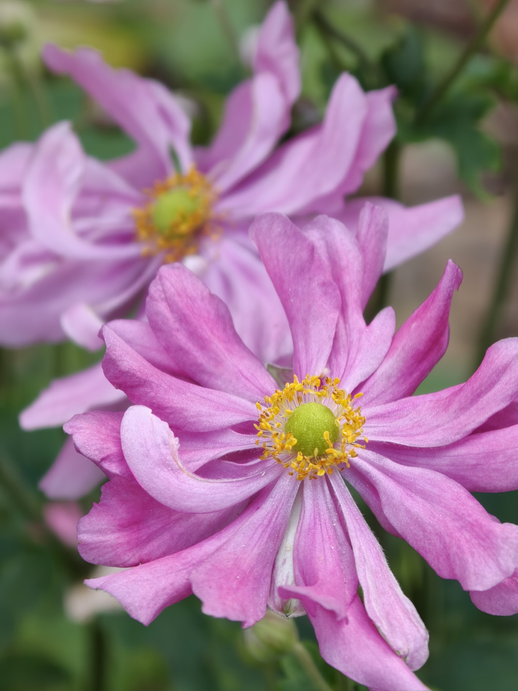 1/60 s, f/2.1, ISO 250, 140 mm