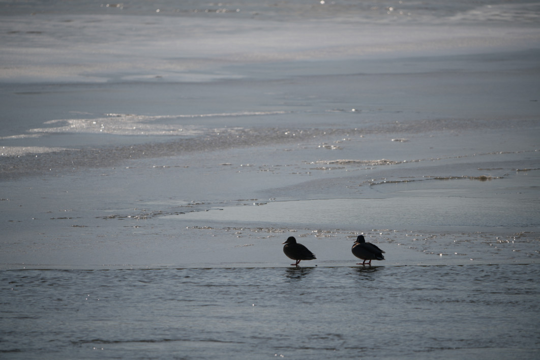 1/1000 s, f/8, ISO 100, 770.0 mm