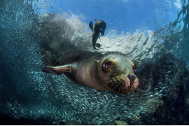 Filippo Borghi, BABY SEA LION - III miejsce w kategorii "Animals in their Environment"