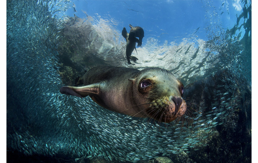 Filippo Borghi, BABY SEA LION - III miejsce w kategorii Animals in their Environment