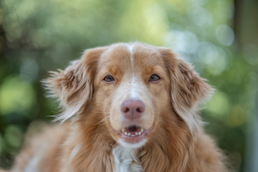 1/500 s, f/2, ISO 100, 75.0 mm