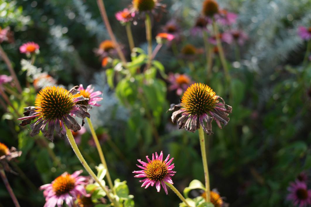 1/500 s, f/2.8, ISO 320, 26.0 mm