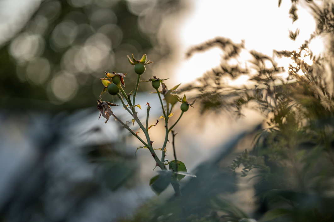 1/1250 s, f/2, ISO 100, 75.0 mm