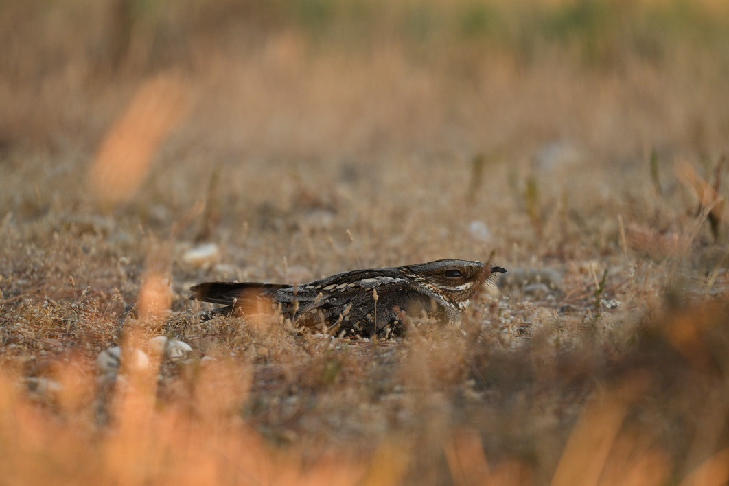 1/400 s, f/6.3, ISO 1600, 600.0 mm