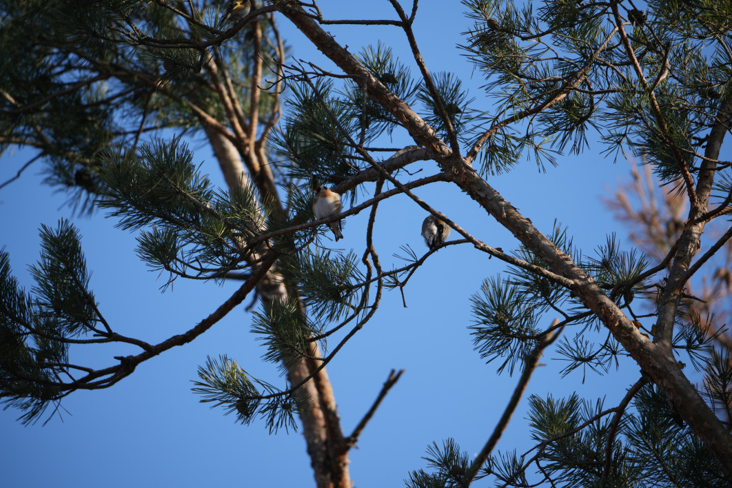 1/250 s, f/8, ISO 200, 790.0 mm