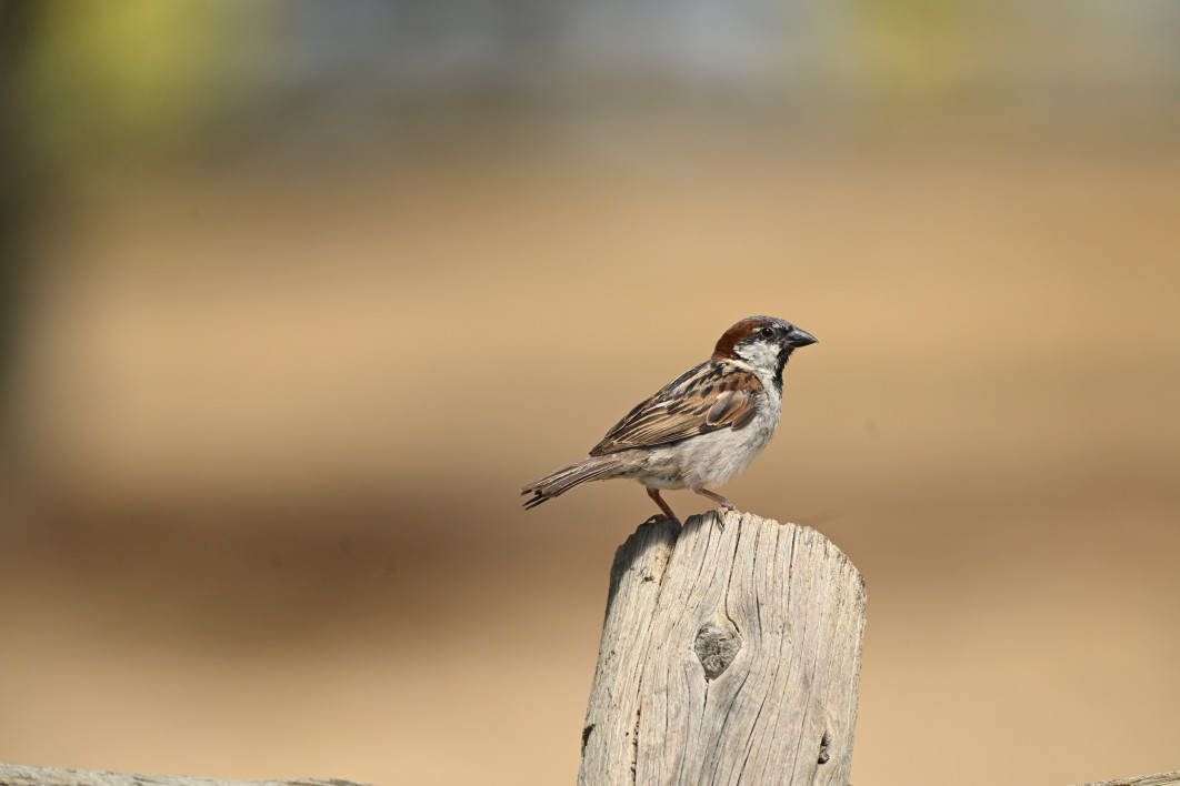 1/1600 s, f/6.3, ISO 800, 600.0 mm