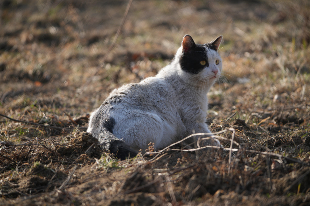 1/250 s, f/8, ISO 400, 800.0 mm