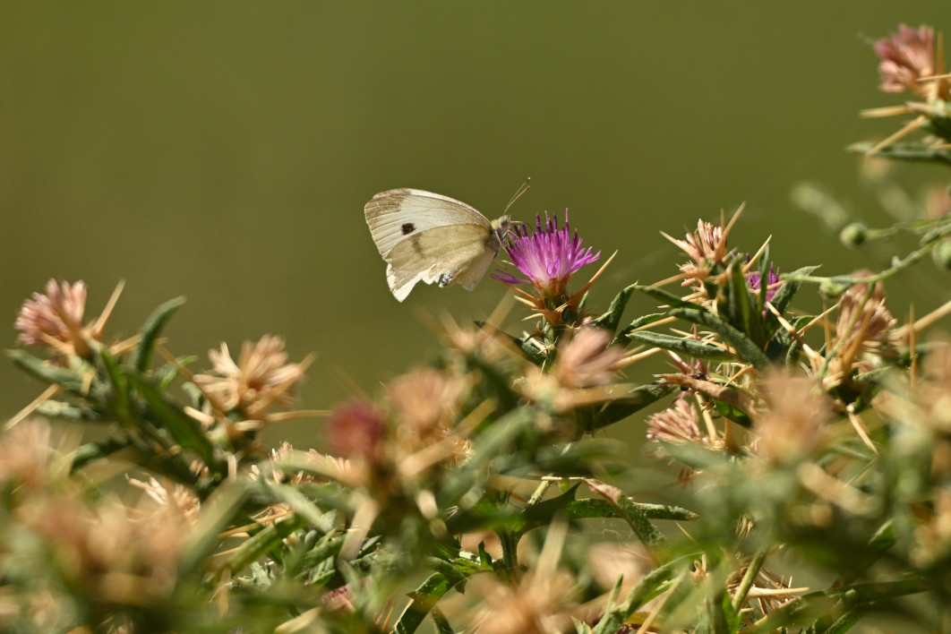 1/2000 s, f/6.3, ISO 400, 600.0 mm