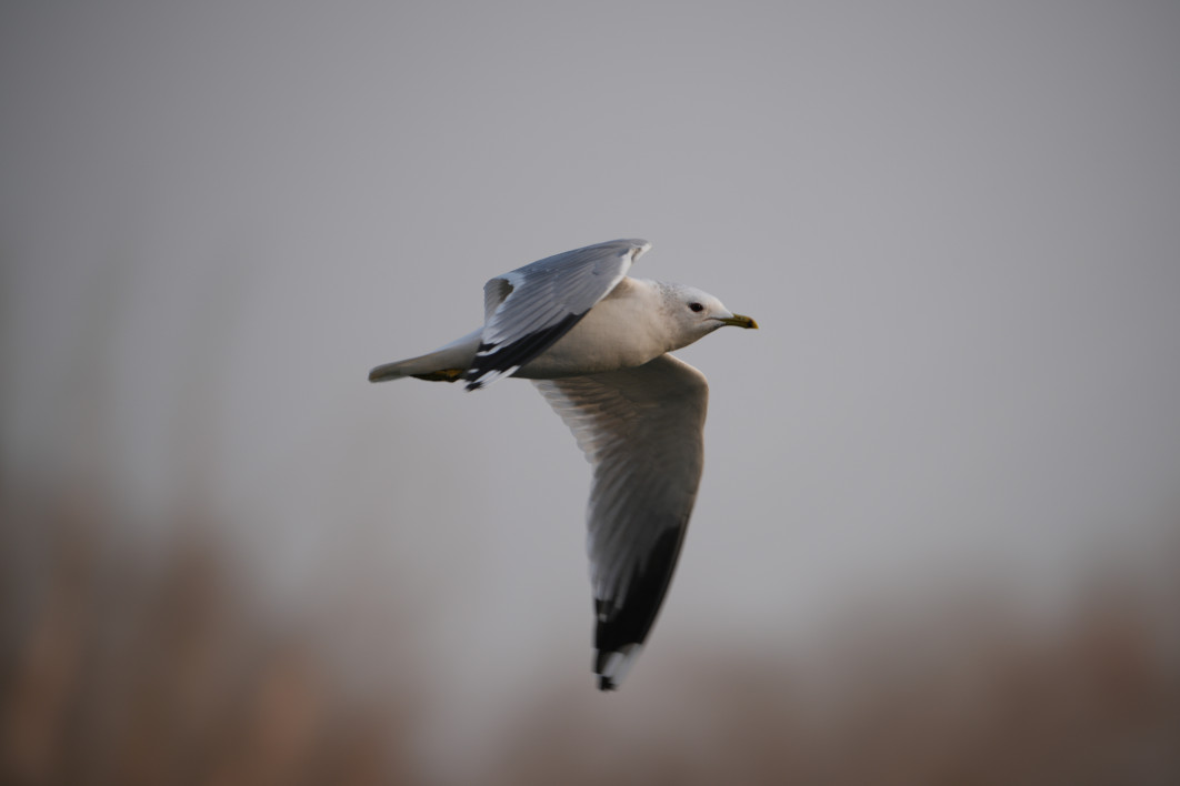 1/250 s, f/8, ISO 160, 800.0 mm