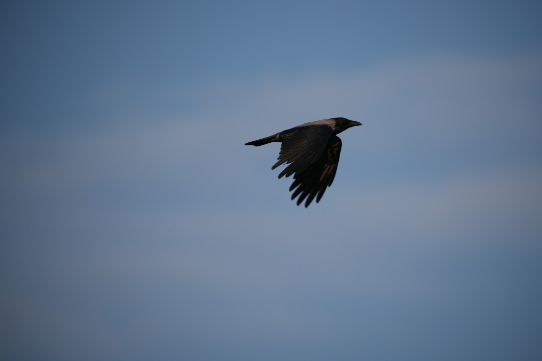 1/500 s, f/8, ISO 160, 790.0 mm