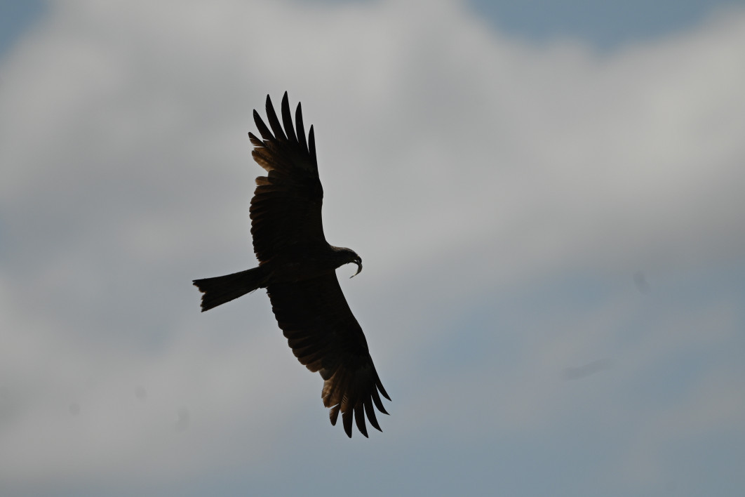 1/2500 s, f/6.3, ISO 200, 600.0 mm