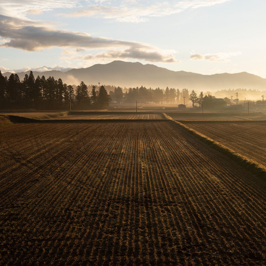 Sigma inwestuje w uprawę ryżu. Aizu Farm zadba o dziedzictwo regionu