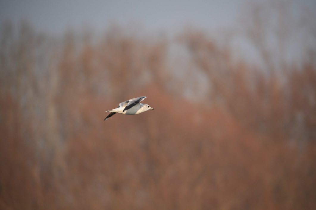 1/500 s, f/8, ISO 400, 800.0 mm