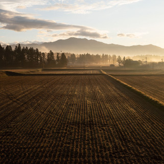 Sigma inwestuje w uprawę ryżu. Aizu Farm zadba o dziedzictwo regionu