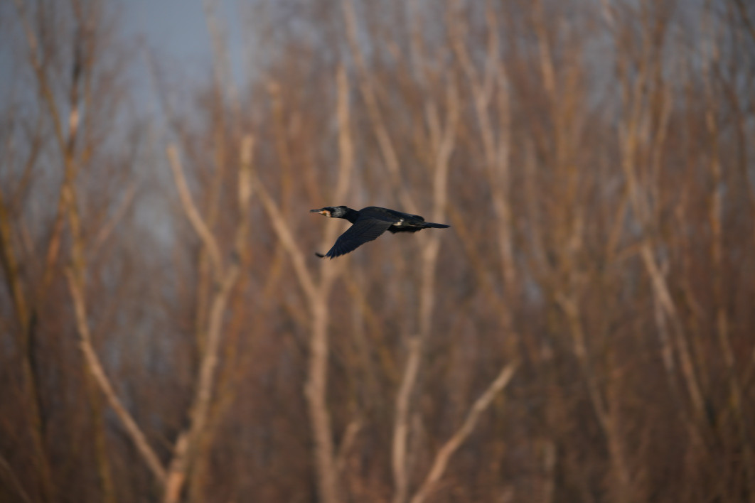1/500 s, f/8, ISO 320, 800.0 mm