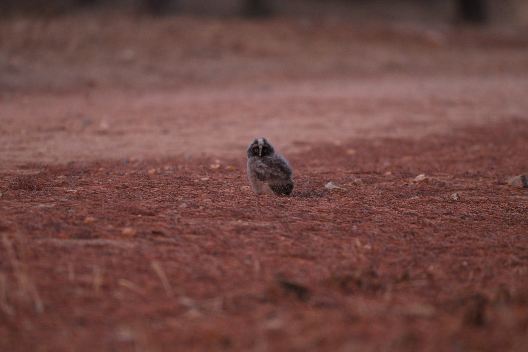 1/10 s, f/6.3, ISO 6400, 600.0 mm