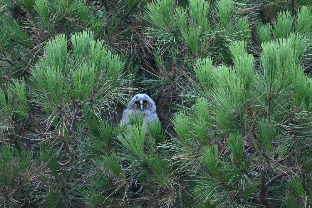 0.8 s, f/6.3, ISO 25600, 600.0 mm