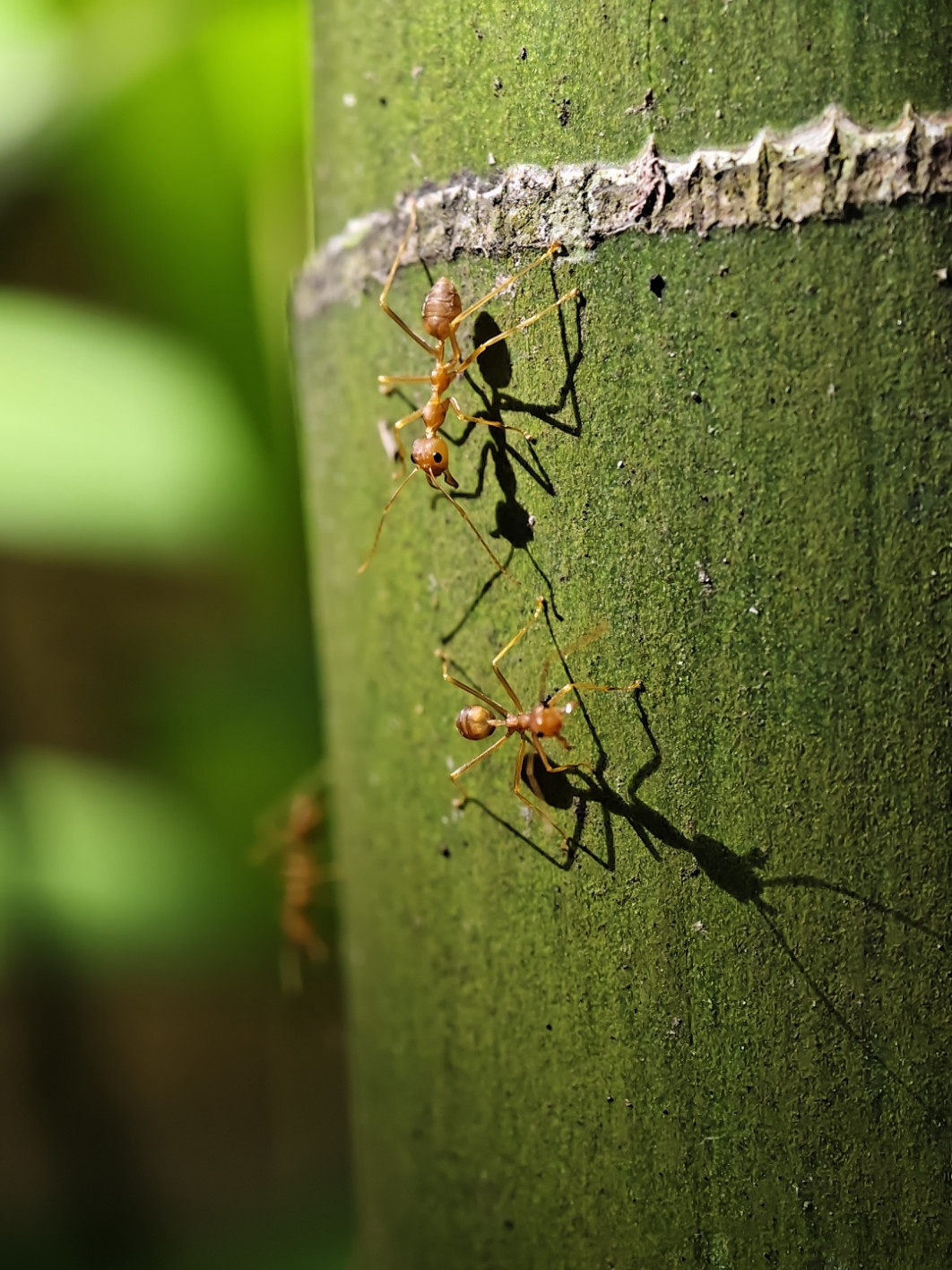 1/669 s, f/16, ISO 340, 85 mm, Super Macro