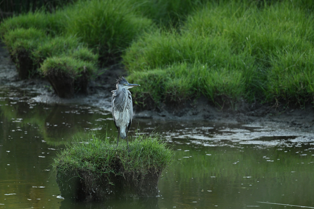 1/320 s, f/6.3, ISO 1600, 600.0 mm