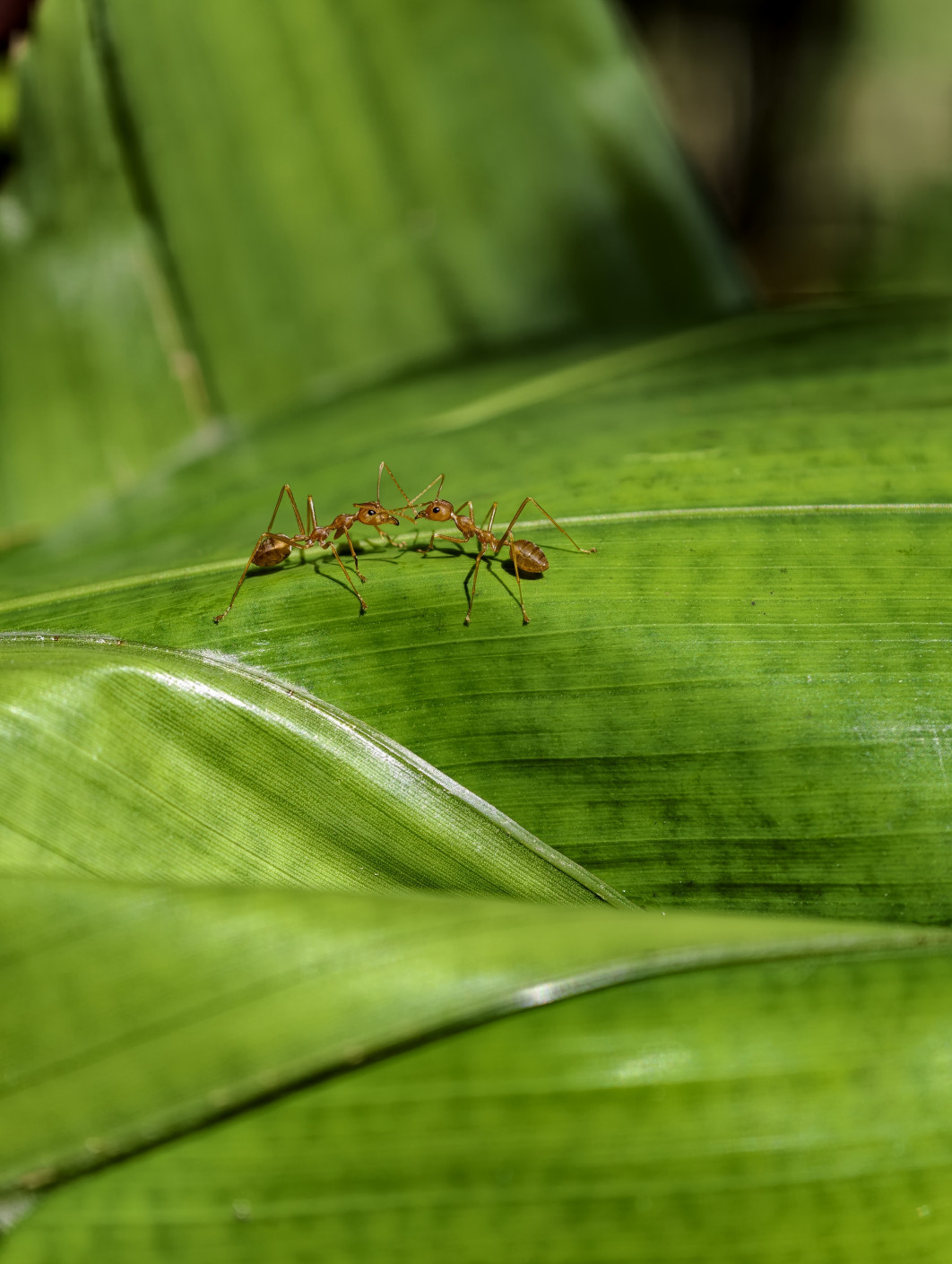 1/982 s, f/16, ISO 251, 85 mm, Super Macro