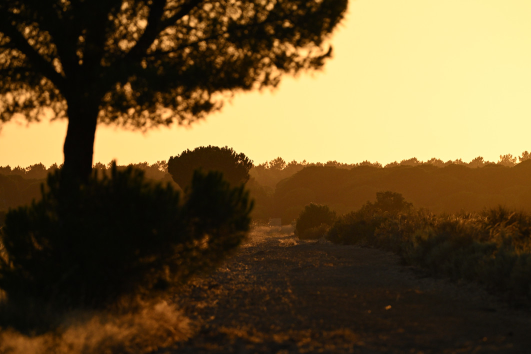 1/4000 s, f/6, ISO 1600, 390.0 mm