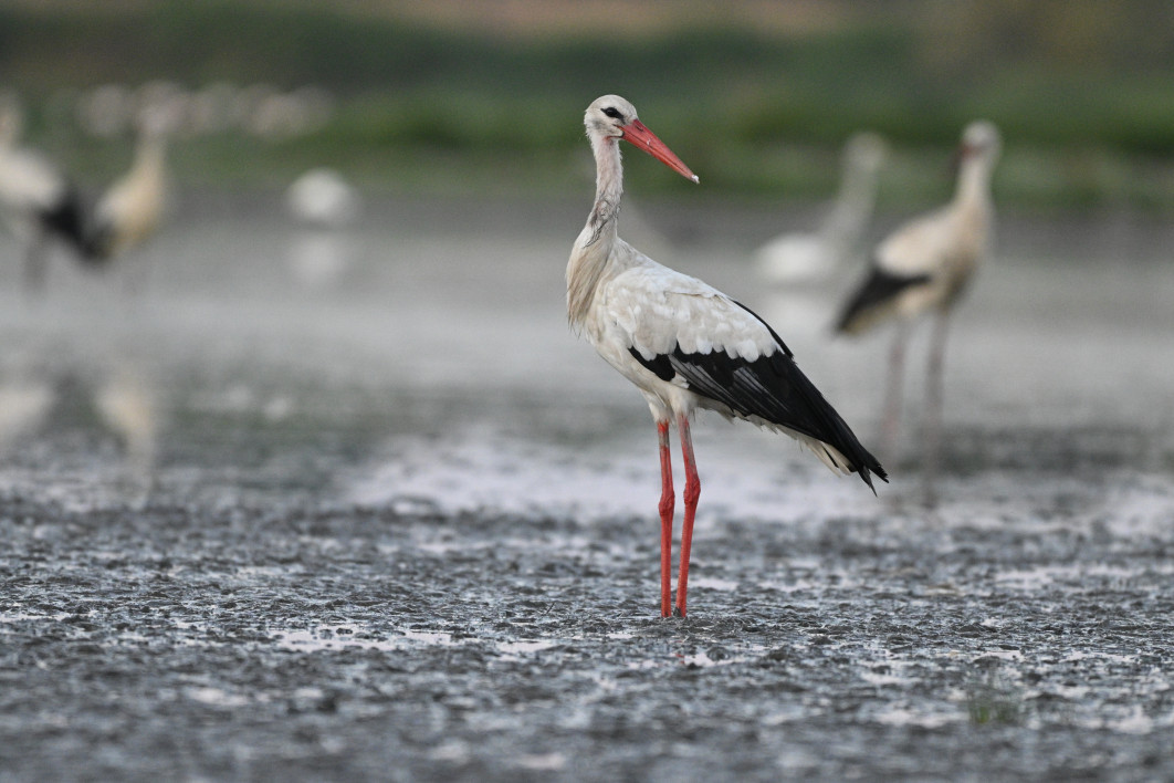 1/320 s, f/6.3, ISO 3200, 600.0 mm