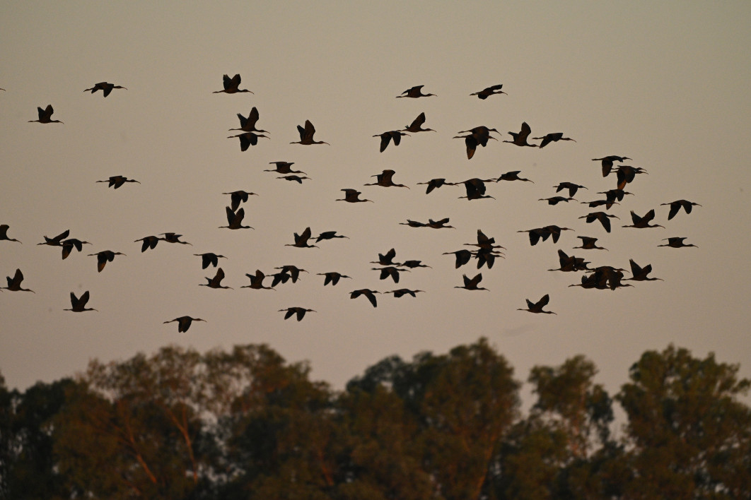 1/3200 s, f/6.3, ISO 3200, 600.0 mm