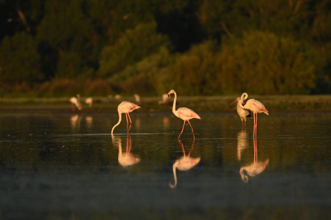 1/3200 s, f/6.3, ISO 1000, 600.0 mm