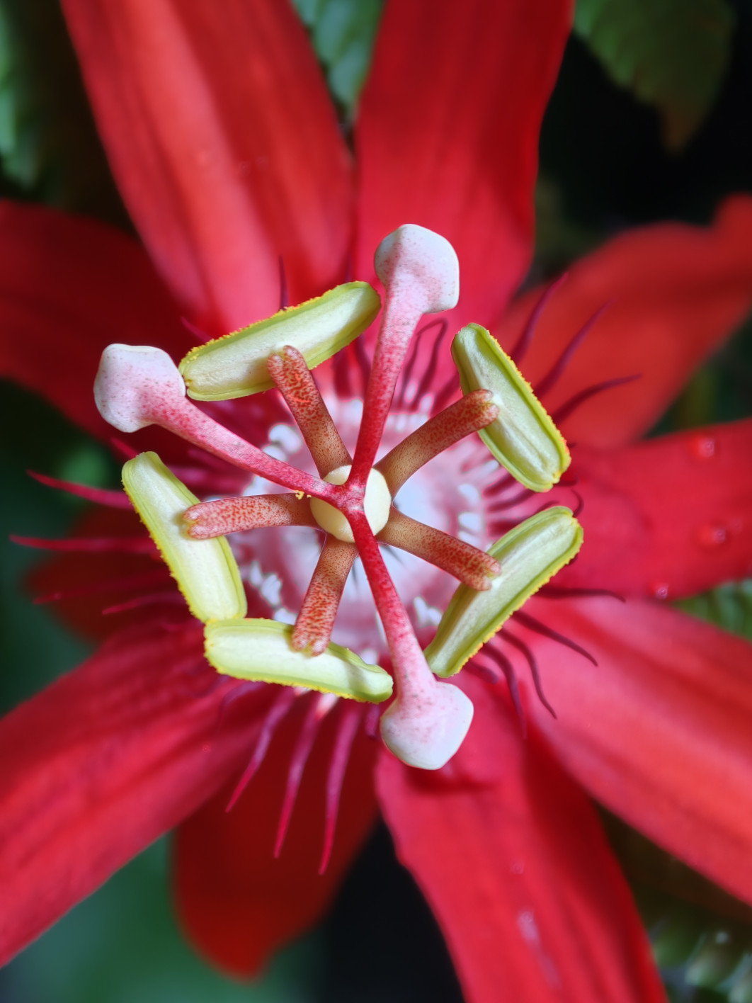 1/75 s, f/2.1, ISO 200, 140 mm